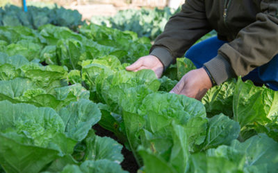 La nouvelle Politique Agricole Commune (2021-2027)