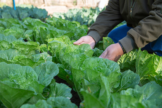 La nouvelle Politique Agricole Commune