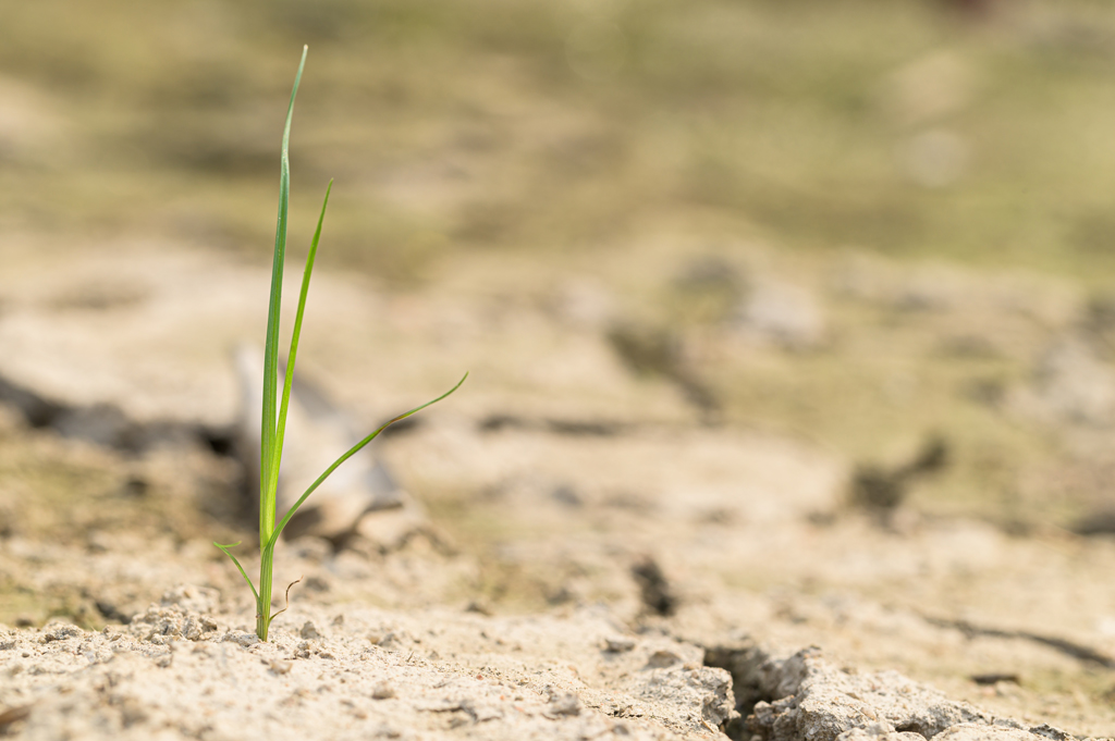 Danger pour la sécurité alimentaire mondiale