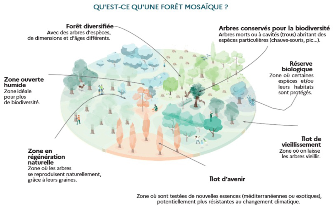 ONF - Une forêt mosaïque