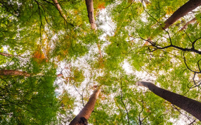 Climat et forêts : retour sur une matinée d’échanges organisée par l’ONF