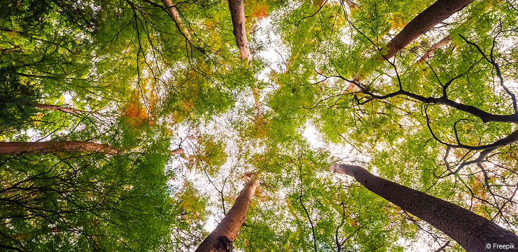 Climat et forêts : retour sur une matinée d’échanges organisée par l’ONF