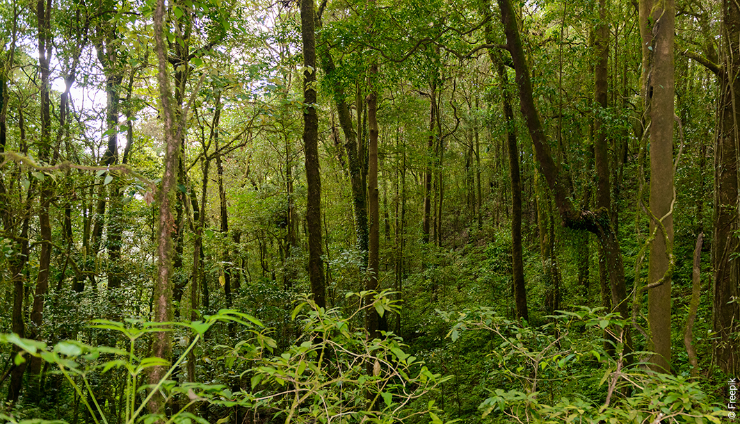 Panorama des forêts en France