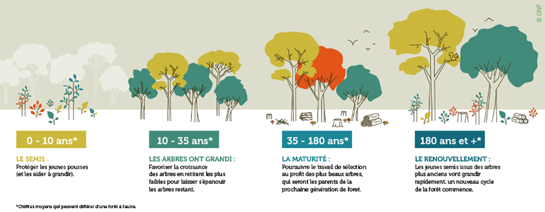 Cycle sylviculture feuillus